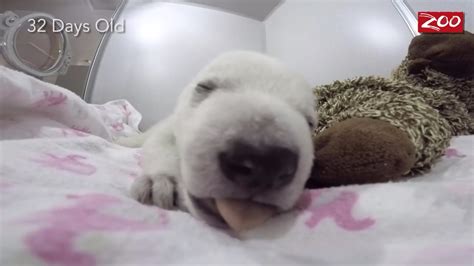Video Of Baby Polar Bear Growing Up Captures Internet Hearts Itv News