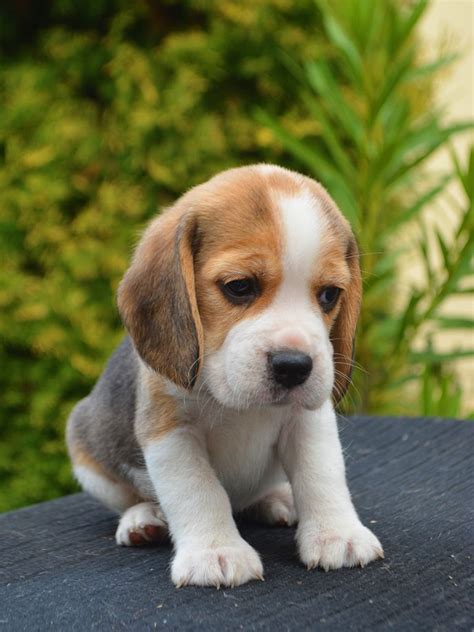 Beagle Puppies For Sale Euro Puppy Beagle Puppy Very Cute Dogs
