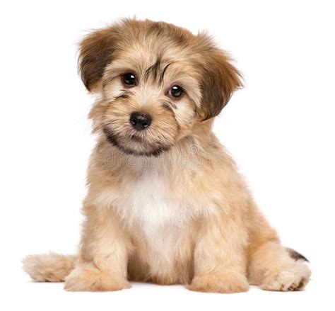 Cute Sitting Havanese Puppy Dog Stock Image Image Of Adorable Hair