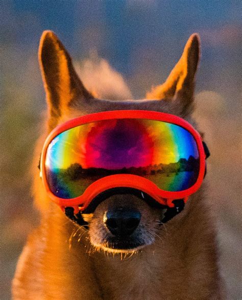 Rex Specs Dog Goggles Eye Protection For The Active Dog