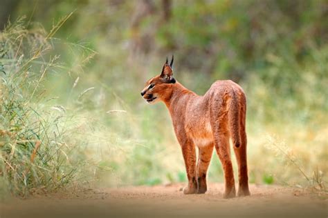 17 Caracal Cat Facts Are Caracals Dangerous To Humans And More