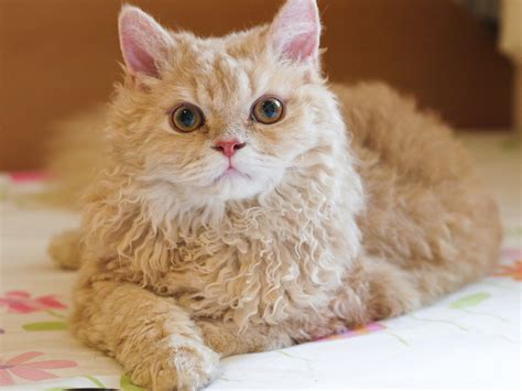 selkirk rex information health pictures training pet paw