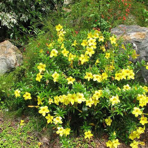 Allamanda Bush Yellow Plant Santhi Online Plants Nursery