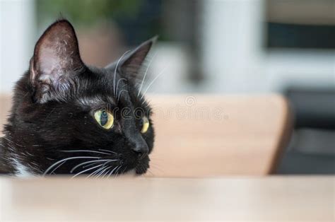 Gato Negro Con El Bigote Blanco Foto De Archivo Imagen De Felino