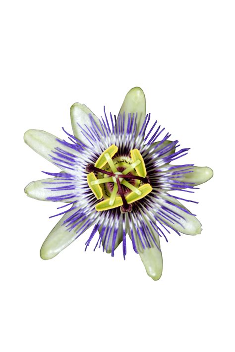 Passion Flower With Clipping Path Tropical Floral Pattern Macro Wild