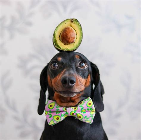 Adorable Dachshund Goes Viral For Balancing Objects On Head