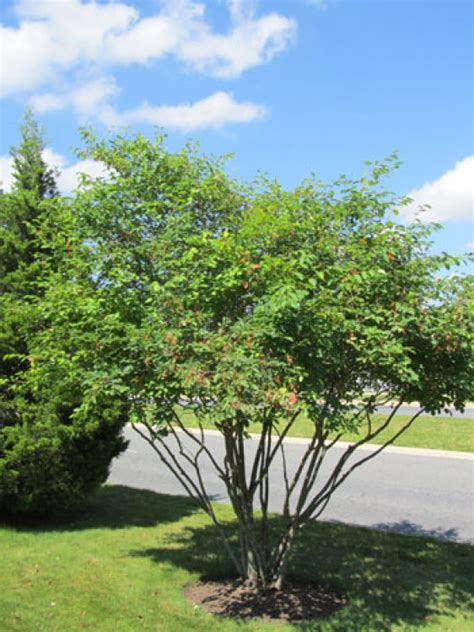 Buy Serviceberry Trees Online Stadler Nurseries