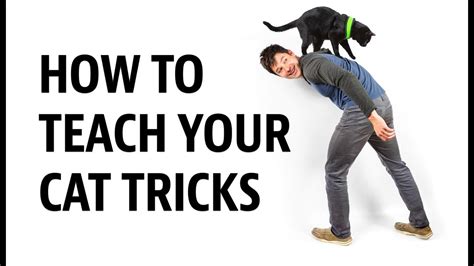 How To Teach Your Cat Tricks Youtube