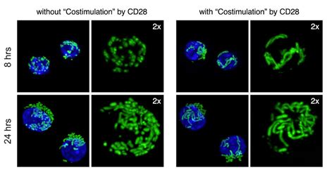 Mitochondrial Priming By Cd28 Max Planck Institute Of Immunobiology