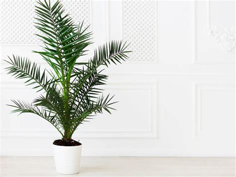 Indoor Palm Tree Care And Maintenance The Ultimate Indoor Palm Plant