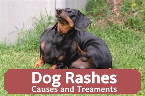 How Can I Treat My Dogs Skin Problems