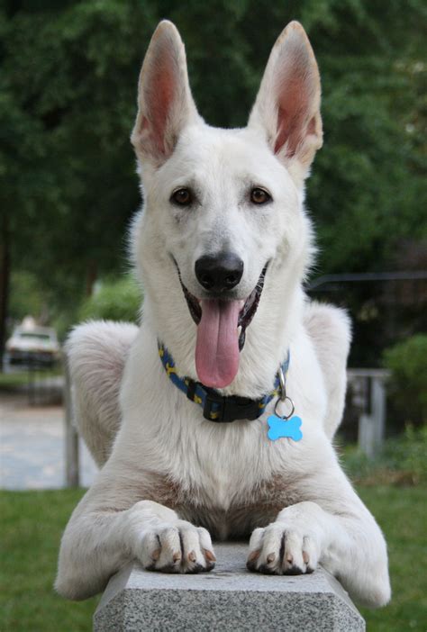 Dateiwhite German Shepherd Dog Posing Wikipedia