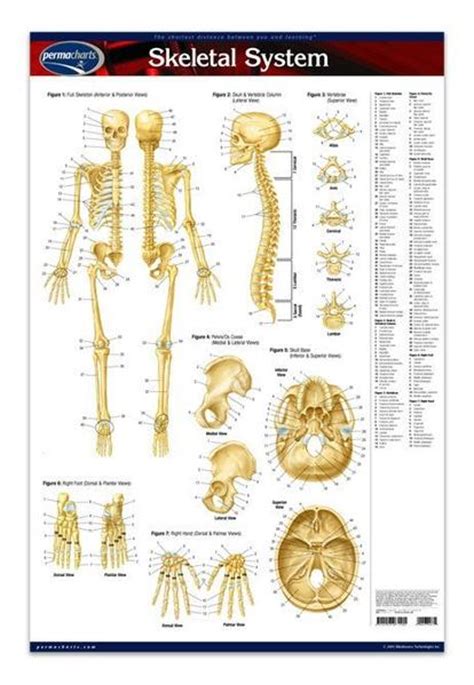 Human Bone Anatomy Chart Anatomical Diagram Chart Guide Skeleton