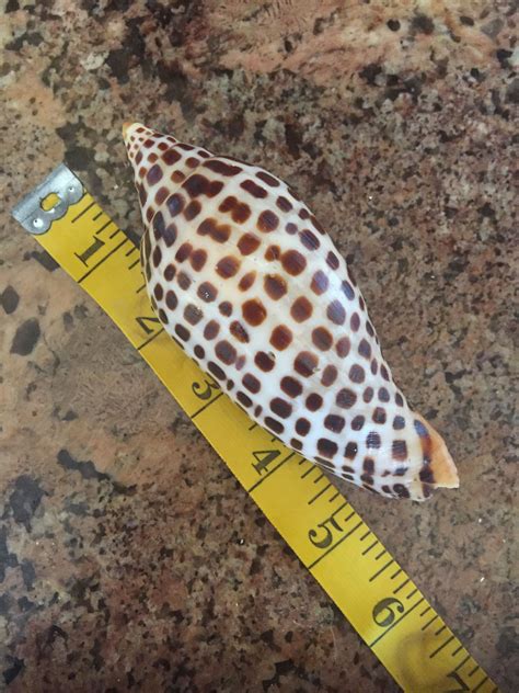 This Is The Largest And Darkest Junonia I Have Ever Found It Was Quite