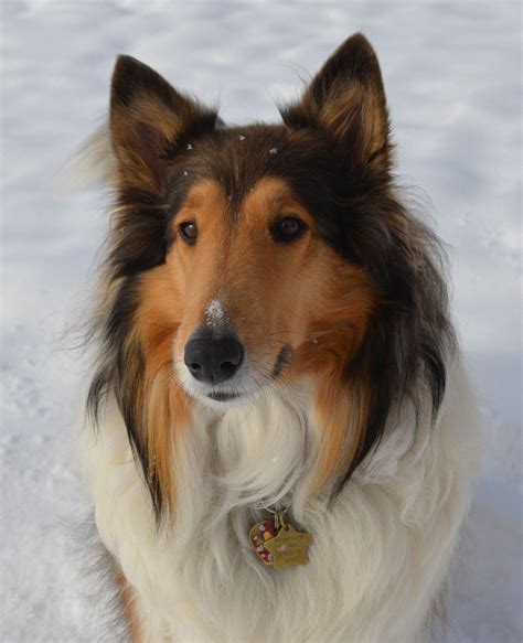 Lassie Collie Rough Collie Collie Dog Herding Breed Bearded Collie