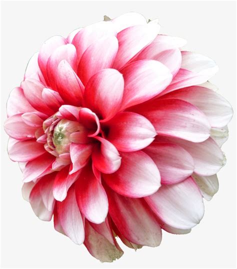 100 Dahlia Flower Clip Arts Botanical Greenery Floral By Artinsider