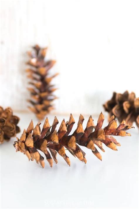Eastern White Pine Cones Large Bulk Natural Etsy In White