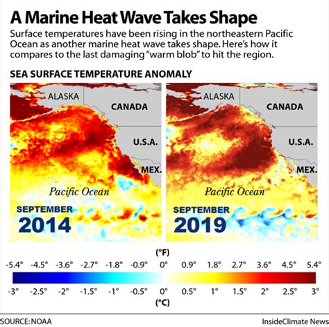 A Marine Heat Wave Intensifies With Risks For Wildlife Hurricanes And