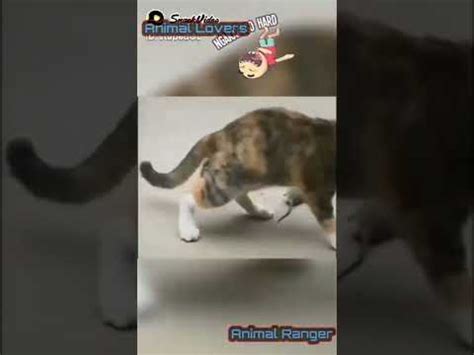 Tingkah Terlucu Kucing Gemoy Part Shorts Youtube
