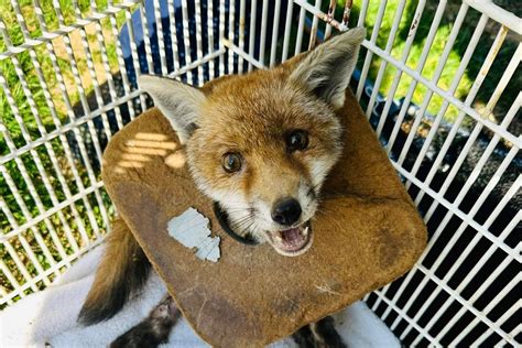 Fox Cub With Litter Stuck Around Its Neck For Three Weeks Rescued By