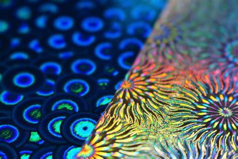 Free Images Underwater Blue Coral Reef Invertebrate Close Up