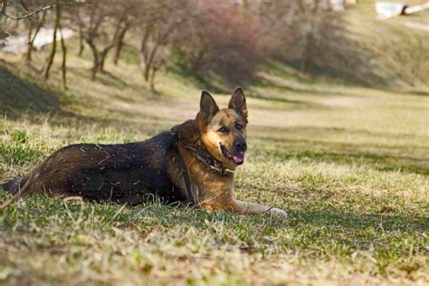 German Shepherd Itching Constantly 9 Crazy Quick Solutions