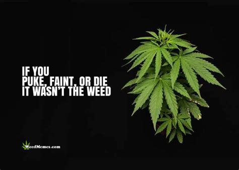 Check spelling or type a new query. If You Puke Faint Die, It Wasn't The Weed Marijuana Quotes