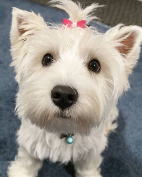 Westie Haircut Pictures | Fade Haircut