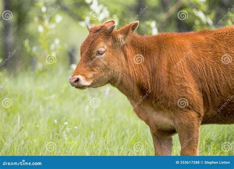Beef Cattle In A Field Stock Photo Image Of Mammal 253617288