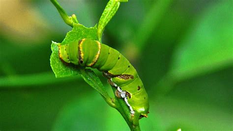 Little Green Caterpillar By Hong Gie On Deviantart