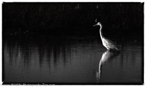 Black And White Nature Photography Wildlife Photography Tips