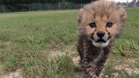 How A Cheetah Cub And Puppy Became Best Of Friends Twistedsifter