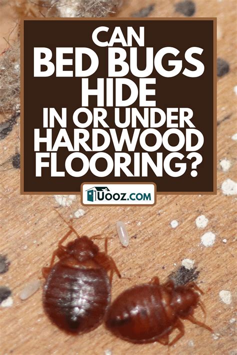 Can Bed Bugs Hide In Or Under Hardwood Flooring
