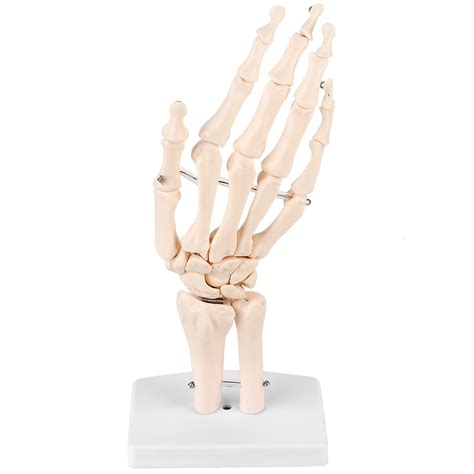 Buy Human Hand And Wrist Skeleton Model Medical Anatomical 11 Life Size