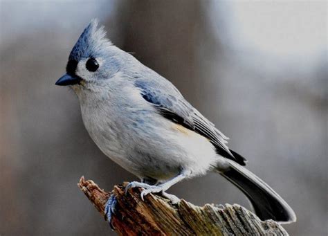 Imparare A Riconoscere Il Canto Degli Uccelli Superprof