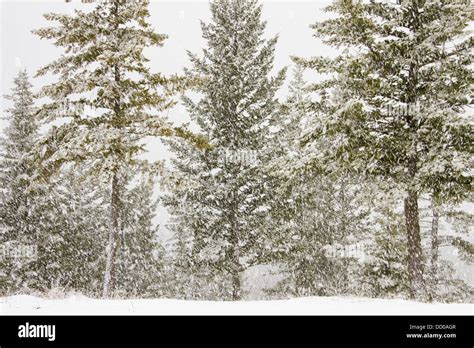 A Gentle Snowfall In The Pines Vernon British Columbia Canada Stock