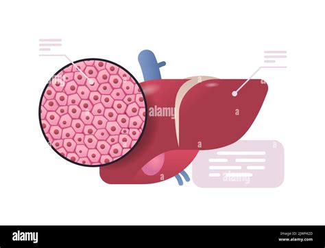 Detailed Explanation Anatomical Liver Structure Human Body Internal