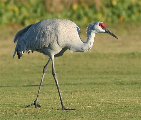 Sandhill Crane In Florida Crane Bird Photo