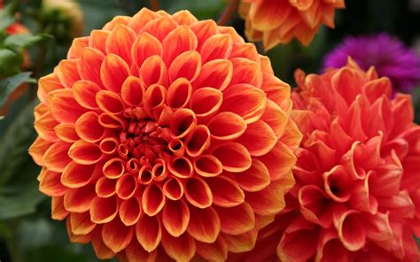 Orange Flowered Wallpaper With Dahlia Flower Hd Wallpapers Wallpapers Download High