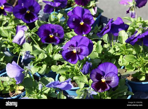 Flowers Blue Pansies Viola Tricolor Var Hortensis In Pots For Sale