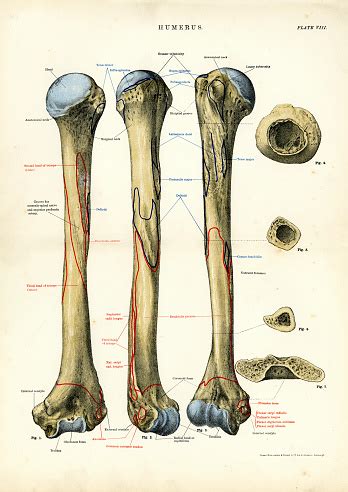 There also are bands of fibrous connective tissue—the. Human Anatomy Humerus Bone Stock Illustration - Download ...