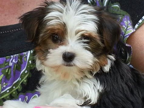 We socialize all of our puppies and. Our new Parti Yorkie! | Biewer yorkie