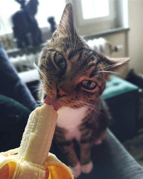 If anyone knows please please let me know. Did You Know That Cats Eat Bananas?