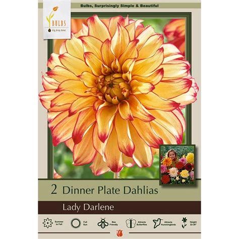 Lady Darlene Dinnerplate Dahlia 2 Bulb Clumps