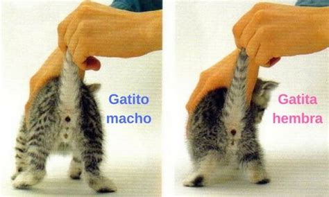 Como Saber La Diferencia Entre Gato Macho Y Hembra Reverasite