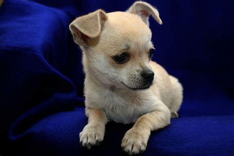 Fotos Bonitas De Perros Chihuahua Blog De Imágenes