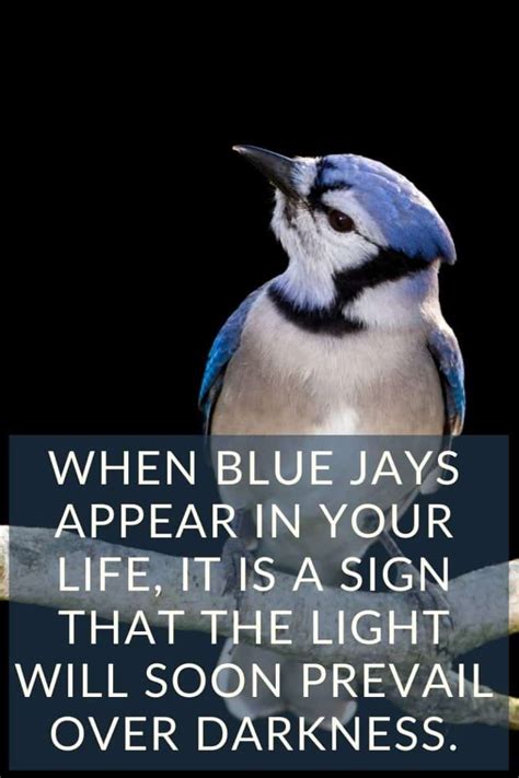 The Blue Jay Feathers Symbolism And Meaning The Full Guide