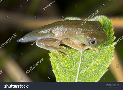 Amphibian Metamorphosis Tadpole Changing Into Frog Stock Photo