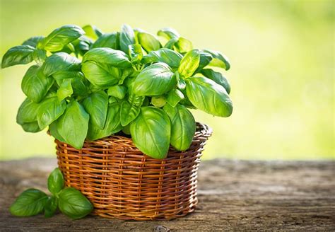 Herb Plants For Sale Buying And Growing Guide
