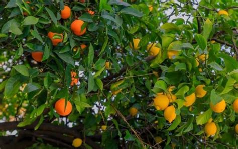 How To Propagate Citrus Trees The Top 3 Methods Couch To Homestead